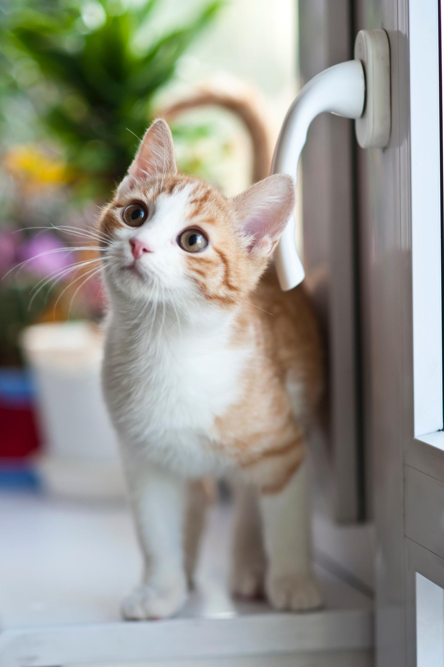 猫咪异常行为分析iv 异常舔毛 瘙痒 知乎 猫咪异常行为分析iv 异常舔毛 瘙痒 知乎