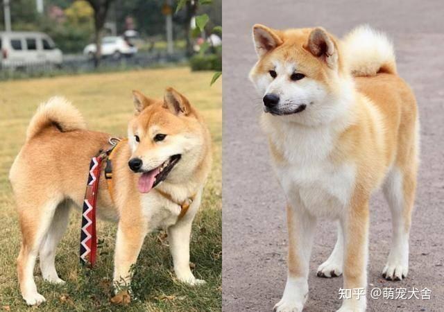 如何快速区分柴犬和秋田犬?