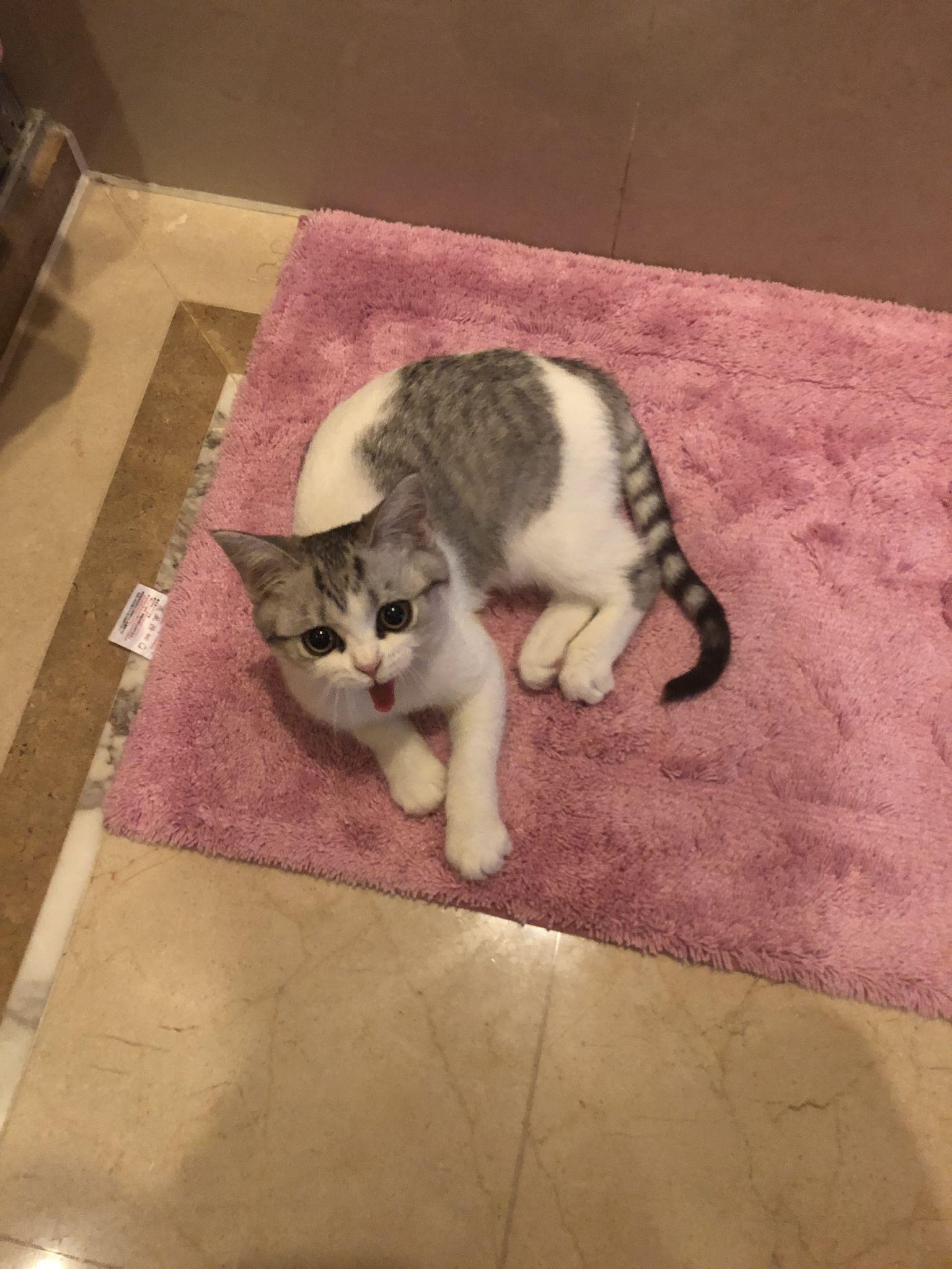 为什么猫咪喜欢看人睡觉?