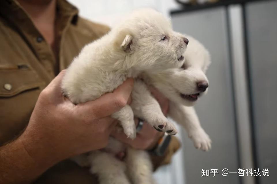 美国科技公司利用基因技术成功复活已灭绝万年的恐狼,引发全球热议。 - 知乎