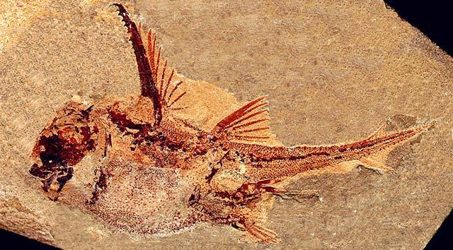 如果评选泥盆纪末大灭绝的最大赢家,那一定非软骨鱼类莫属.