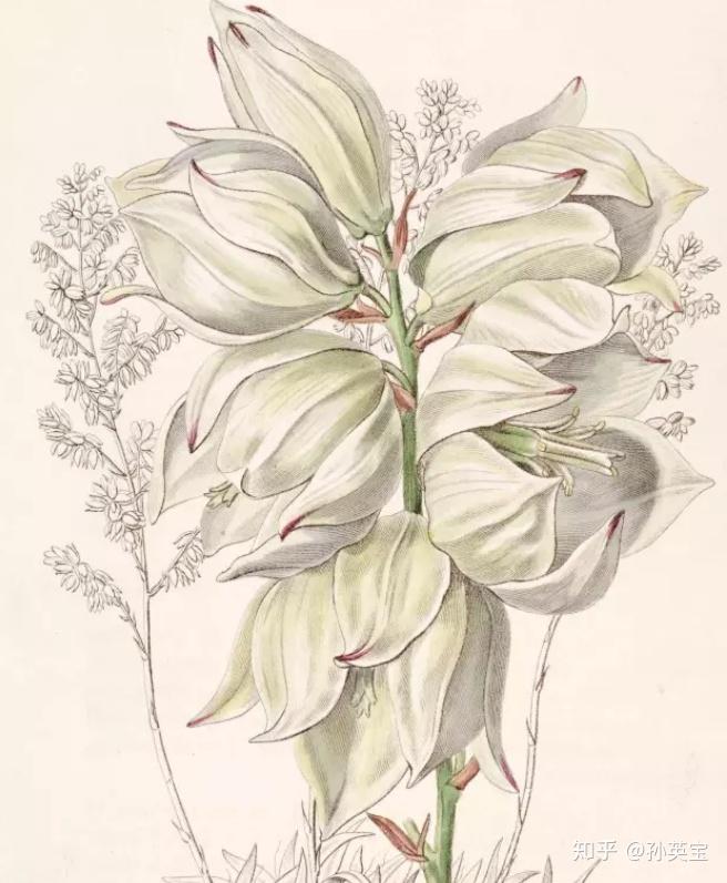 同被花:丝兰同被花是花被有二轮,但花萼与花冠的形态和原色都无法区分