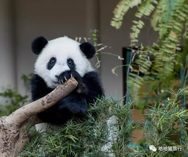大熊猫兴兴靓靓我们旅居马来西亚的那些年