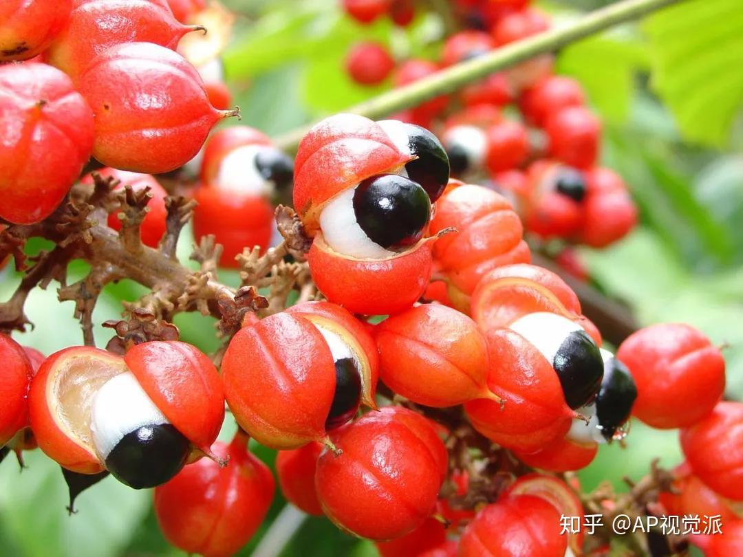 這個logo讓人印象深刻,它太像巴西熱帶雨林出產的瓜拉納(guarana)果子