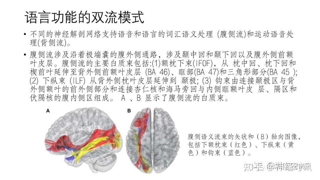 脑功能成像解剖 — 知识分享 - 知乎
