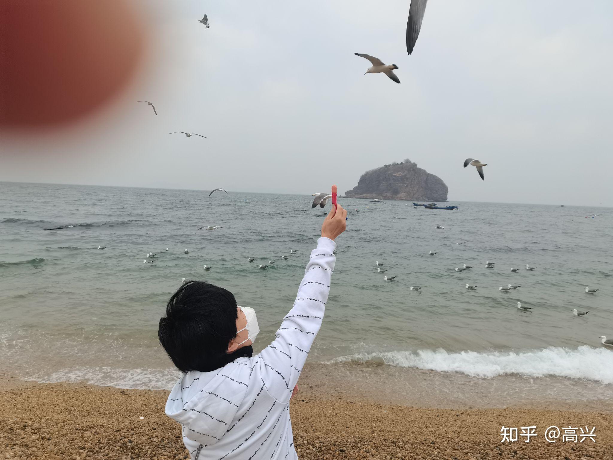 聪明的海鸥 - 知乎