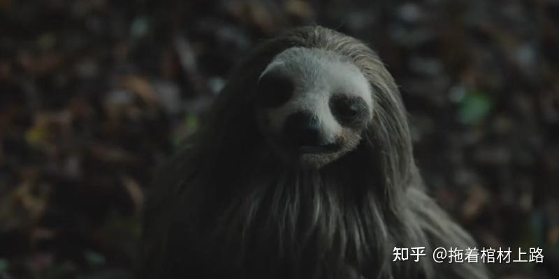 惊悚片《杀人树獭》发布,可爱树獭变杀人狂!动物都这么卷了吗? - 知乎