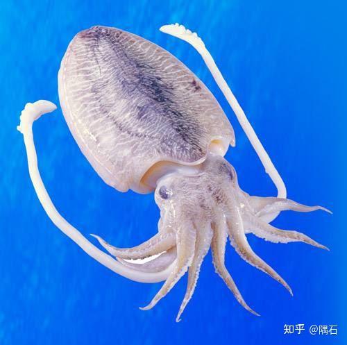 动物分类