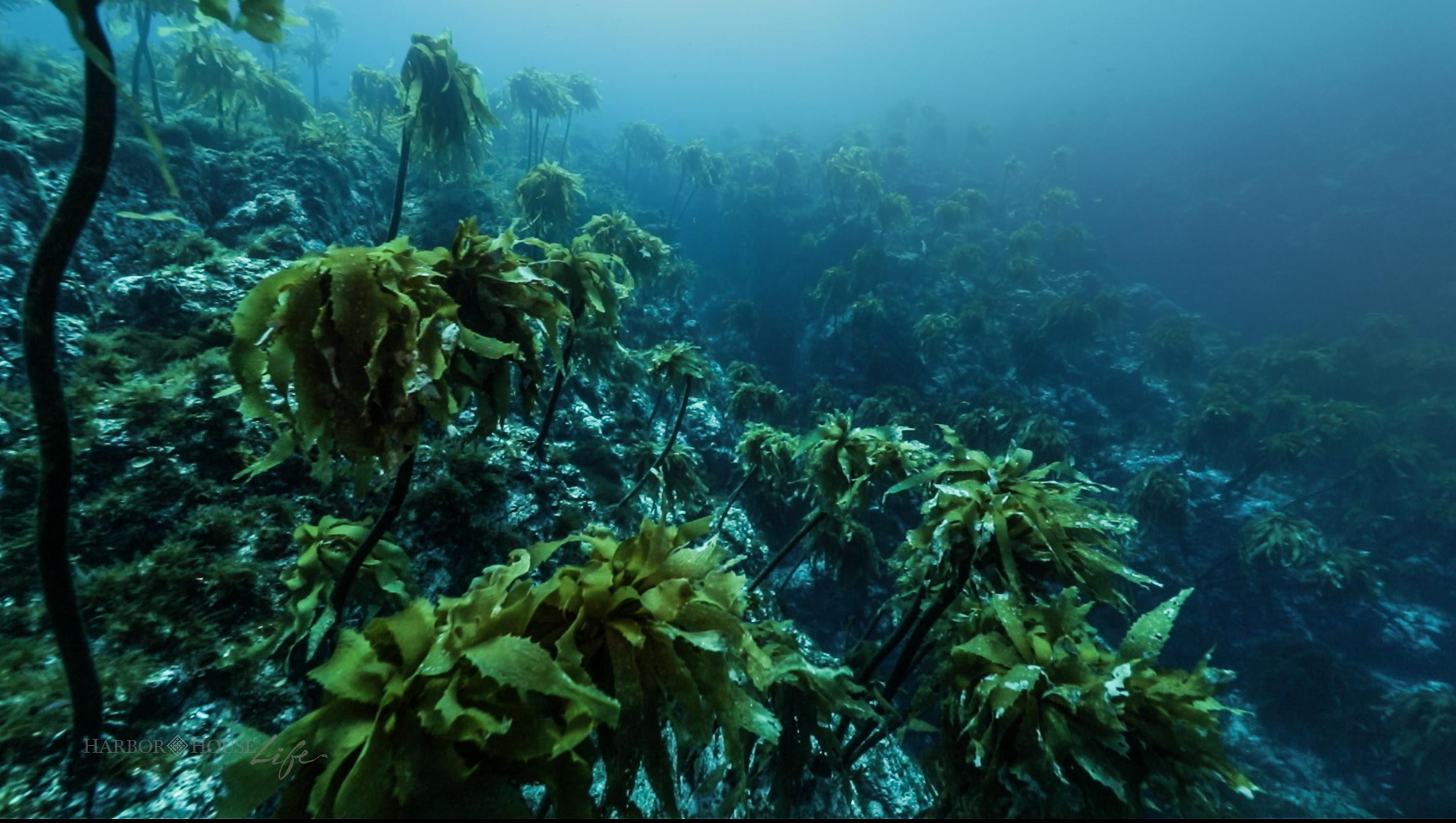 这两年太平洋的厄尔尼诺让海水温度升高了不少,习惯冷水的海底森林