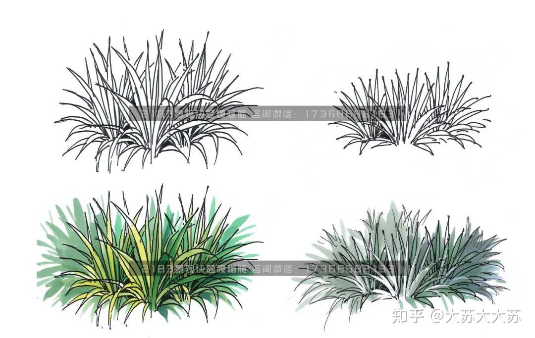 大苏有"画"说——湿地水生植物景观手绘表达