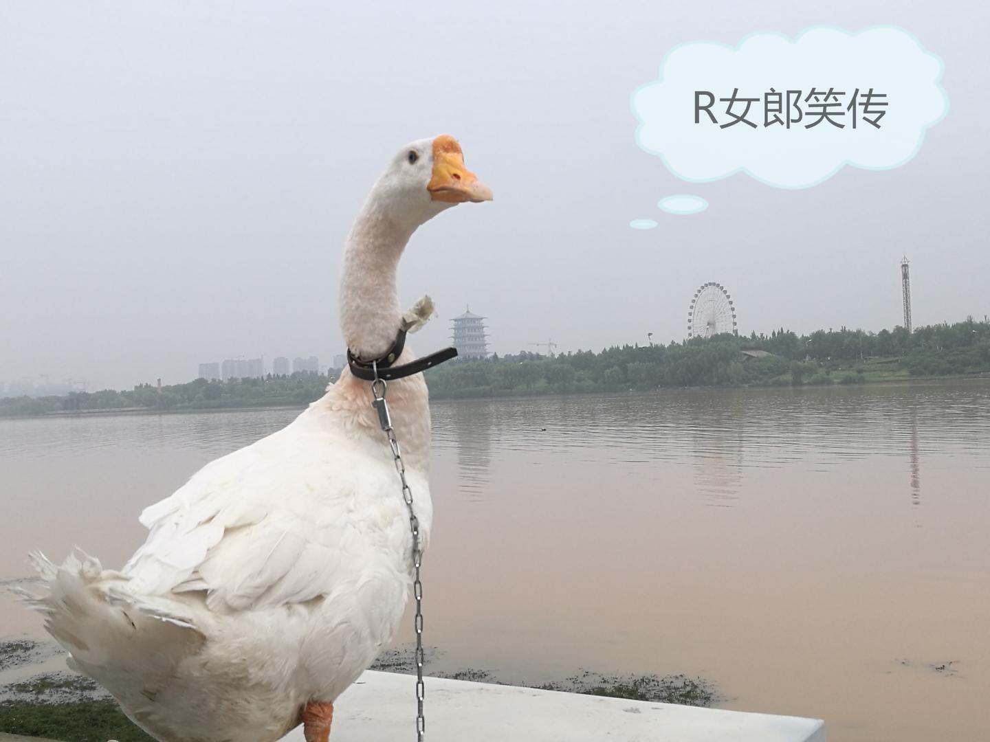 大鹅鹅短剧，欢乐的乡村故事，欢乐乡村之大鹅鹅短剧