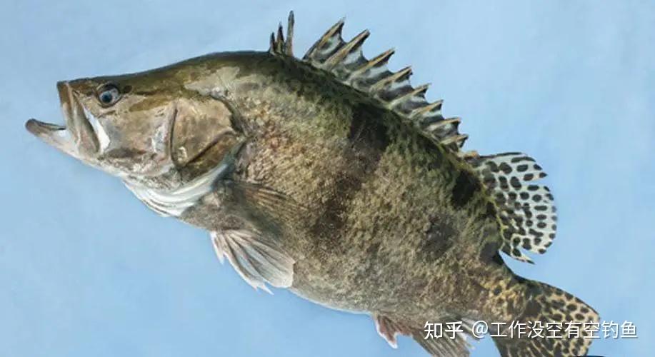 鳜鱼的习性