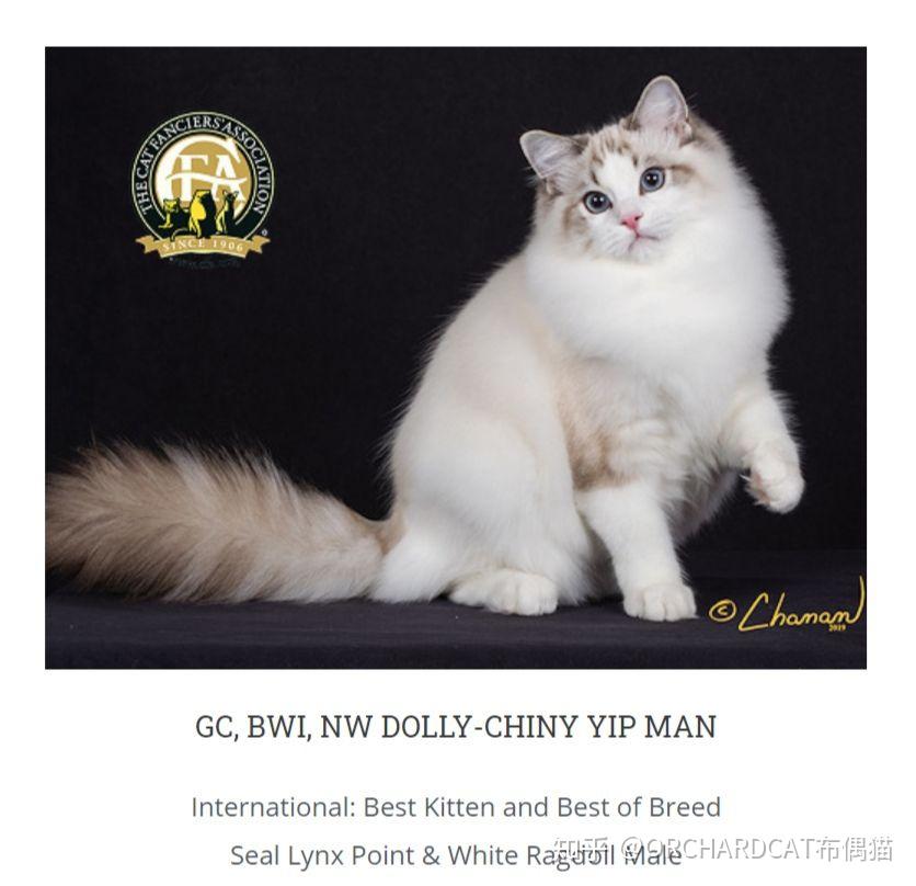 cfa1820赛级布偶冠军猫