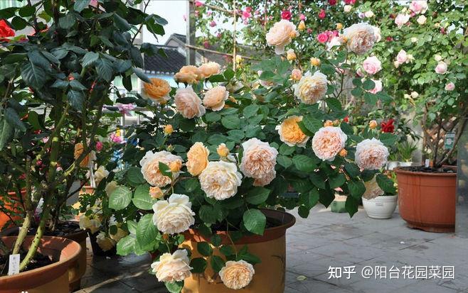 如何修剪月季盲芽 v2-9b64d482c57f976a2fc589fec32d76ba_r.jpg