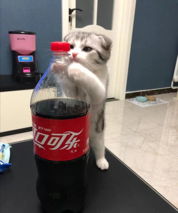 新手猫粮不踩雷,高性价比猫粮选购攻略- 知乎