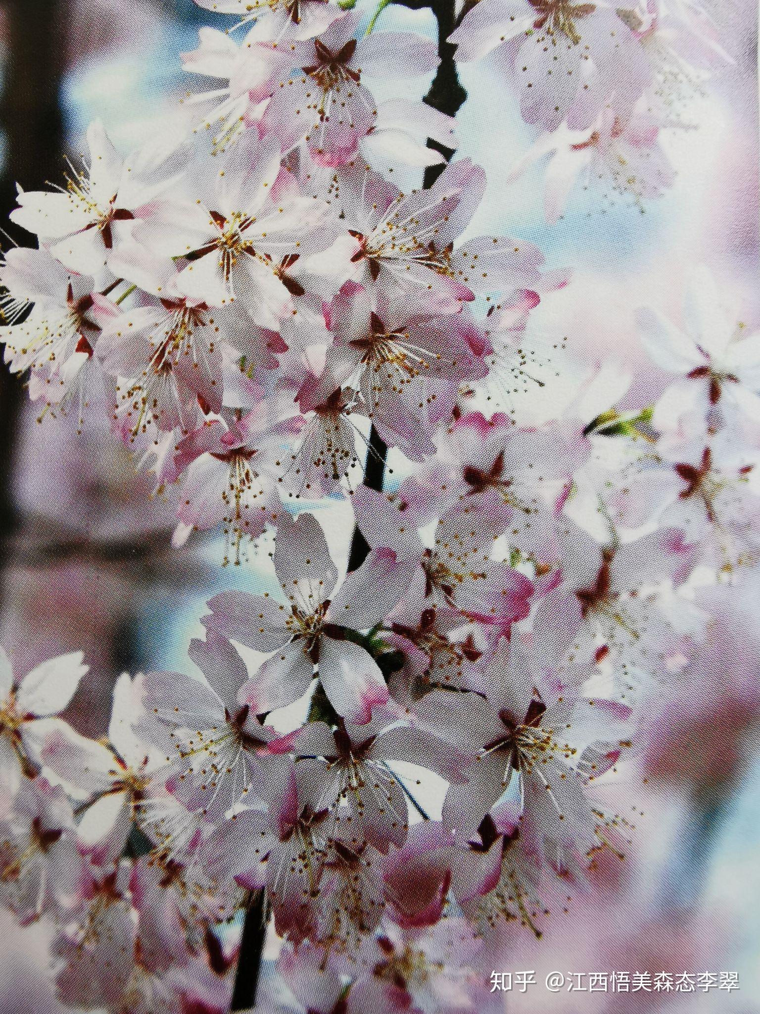 迎春樱识别要点