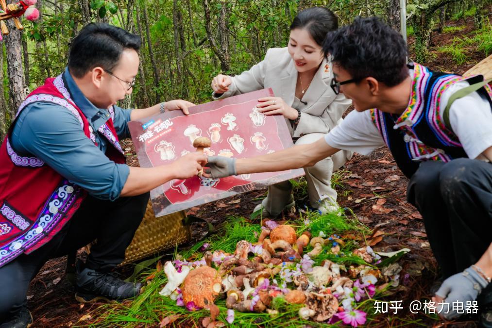 寻味山海!格力千煲宴·云南野菌季,解锁山野鲜味与健康厨电新体验