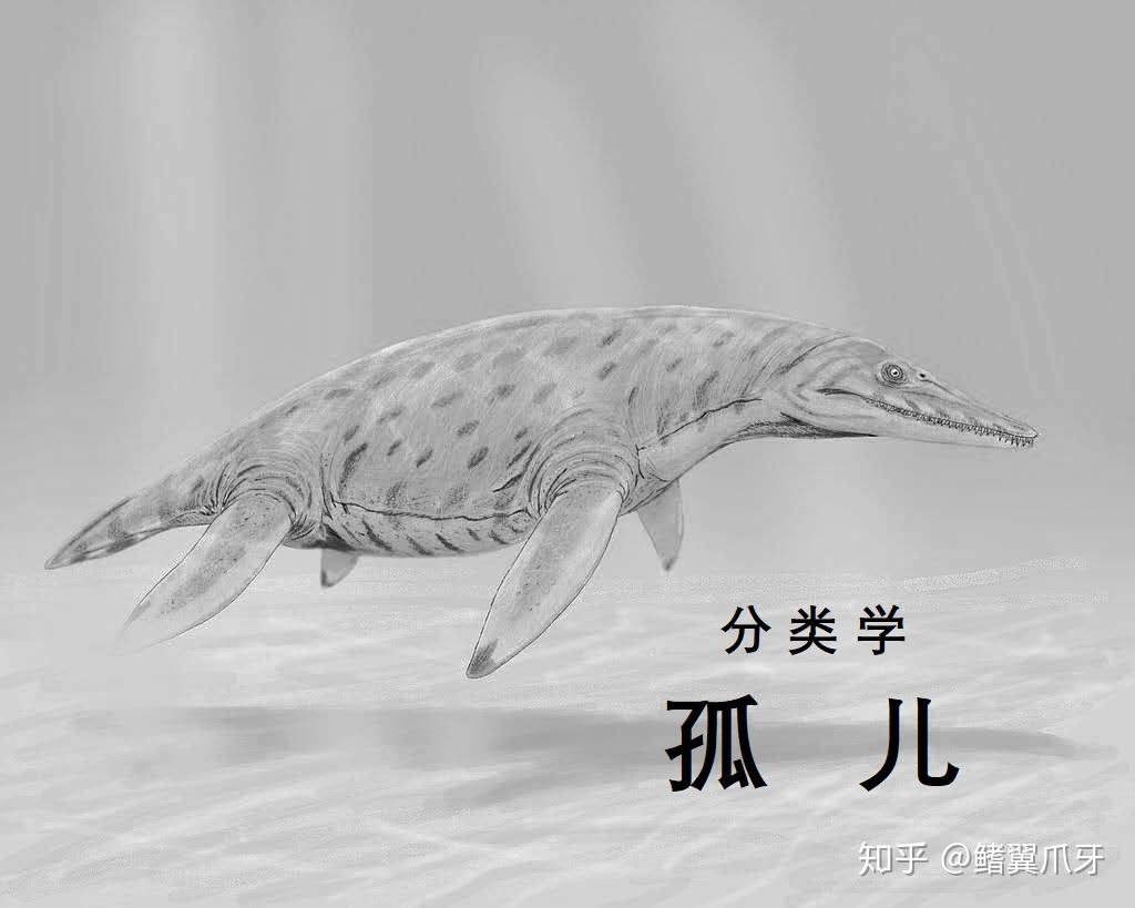 至今,在西部内陆海道发现的牙齿化石几乎全部被扔到多脊齿龙属当中