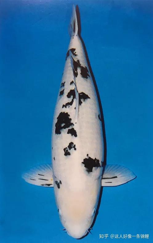 锦鲤鲤有一个品种与白写特别相似叫"别甲"其中的区别