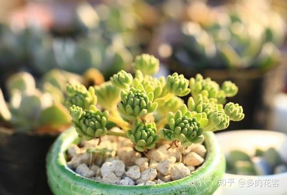 六种有香味的多肉植物 这些你都养过吗 知乎
