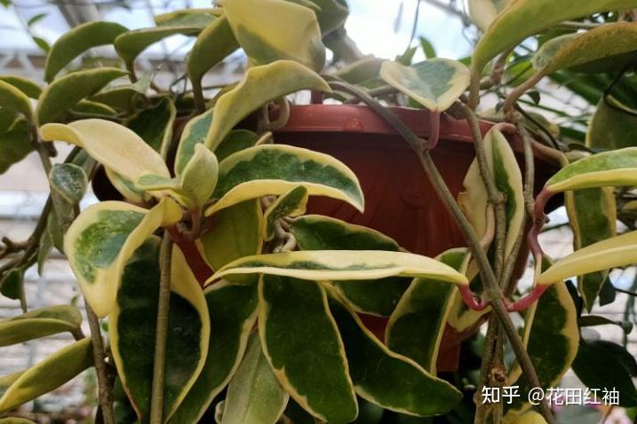 球兰养护小口诀:“1小2控3光4少5留”,生长快,开花满屋飘香 - 知乎