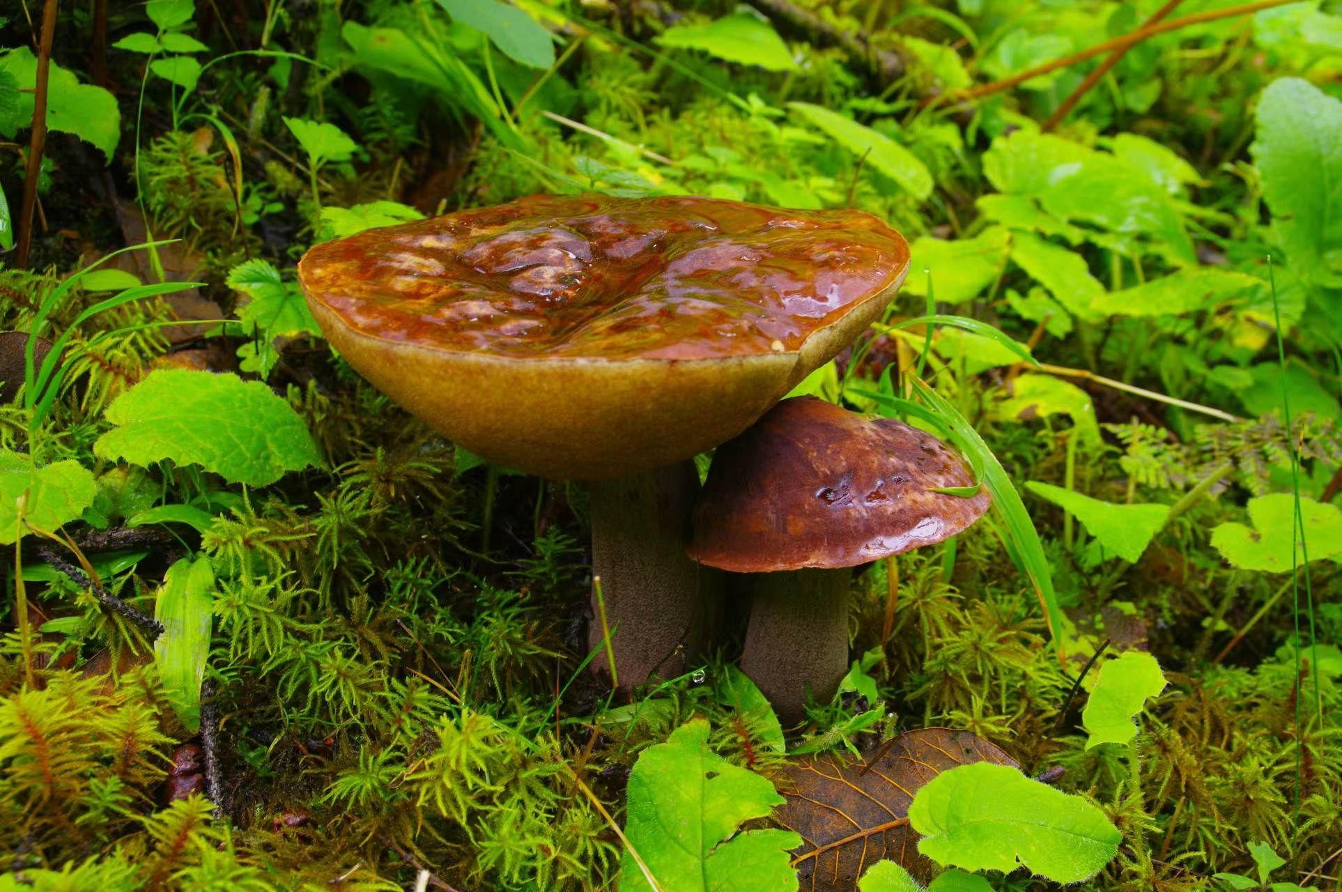 山野藏珍馐:紫盖牛肝菌 - 知乎