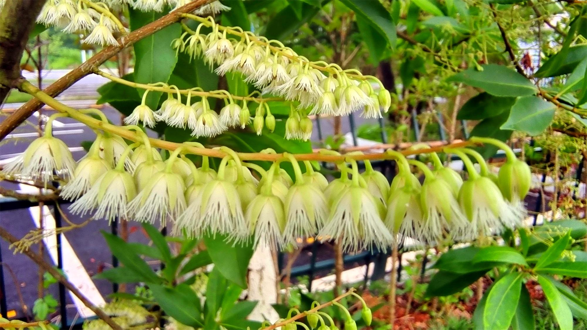 美丽吉安之赏花系列娇小灵动的杜英花