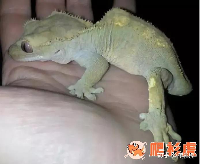 分享以睫角守宫为代表的常见的守宫疾病症状