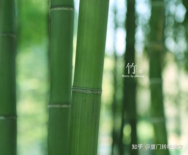 以竹制器 丨 竹与现代工艺 - 知乎