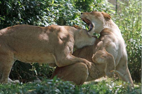 柳瓦夫人是个巨型雌狮,它可以独自对抗数十只鬣狗.接下来是雄狮.