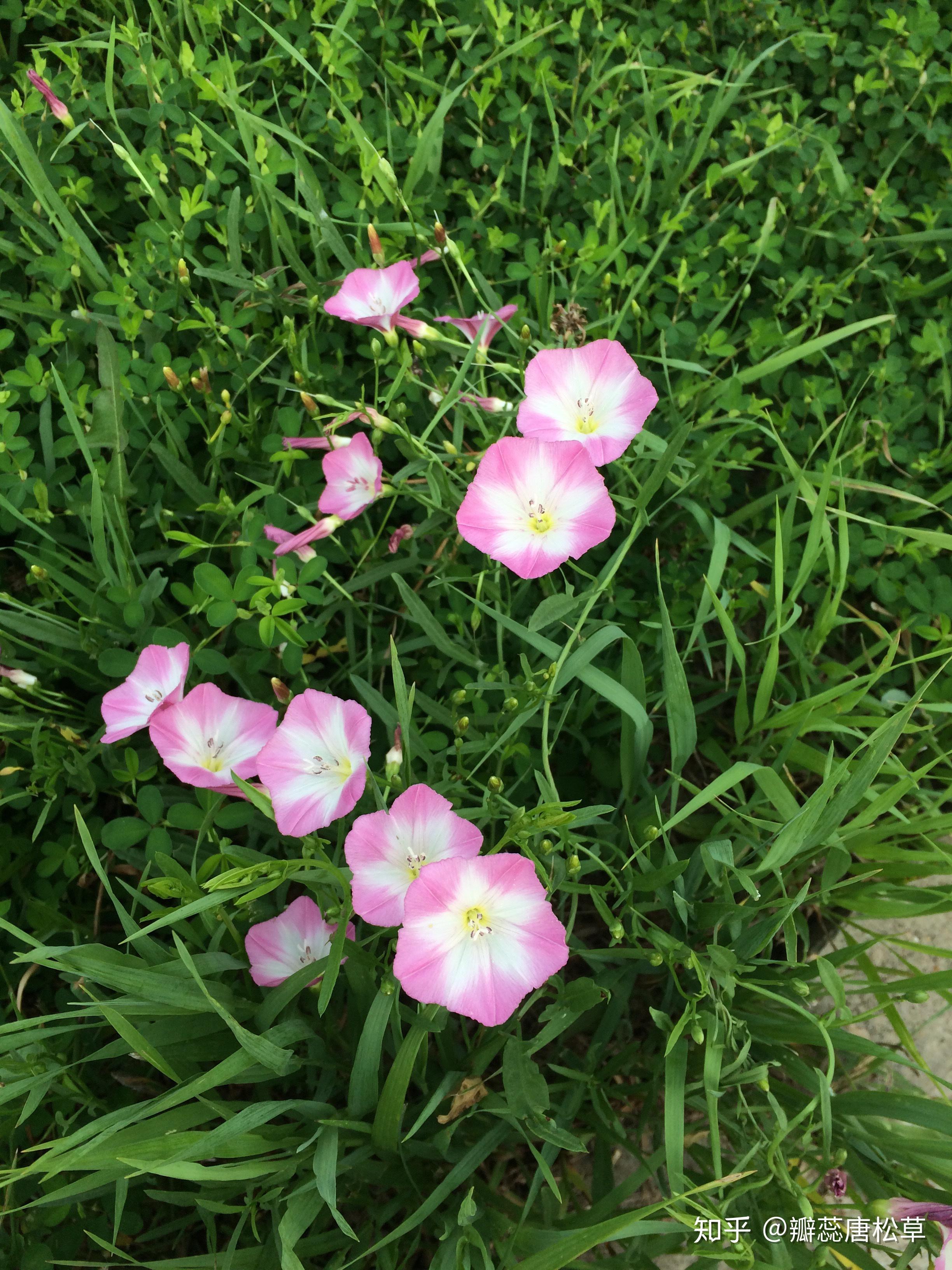 大庆野地植物2打碗花