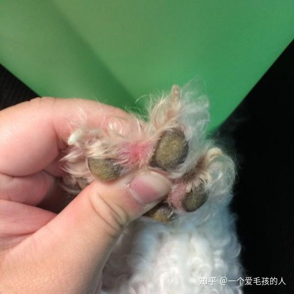 比熊犬一直舔自己脚是什么原因