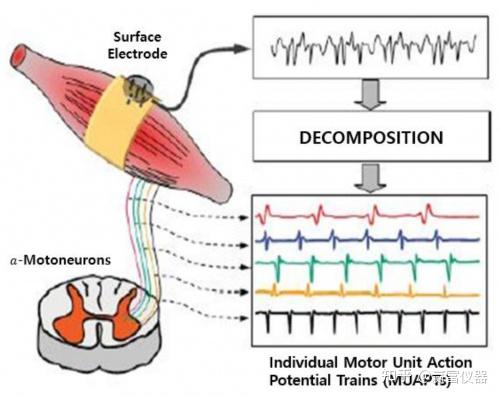 智能化设备助力科学训练,肌电图在体育科研中的应用!
