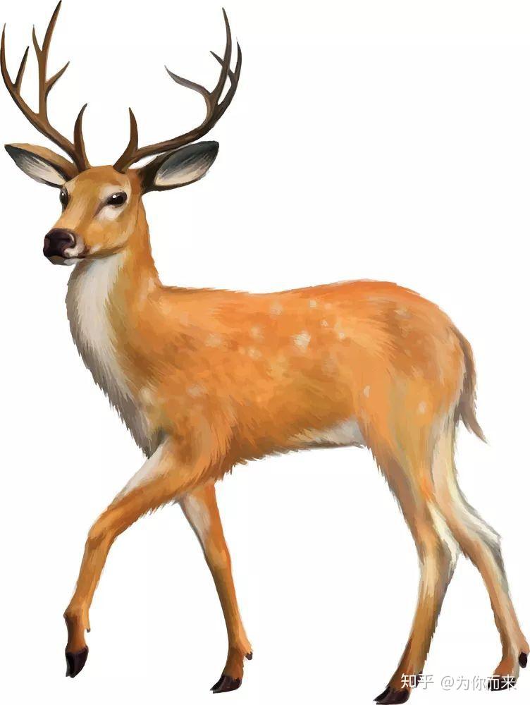 这本书的封面好像是一个开满花的山谷,在彩霞中能看到弯月,还有一只鹿