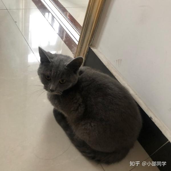 猫传腹一点都不难治我家猫干性传腹那么严重都挺过来了所以说你们也别 