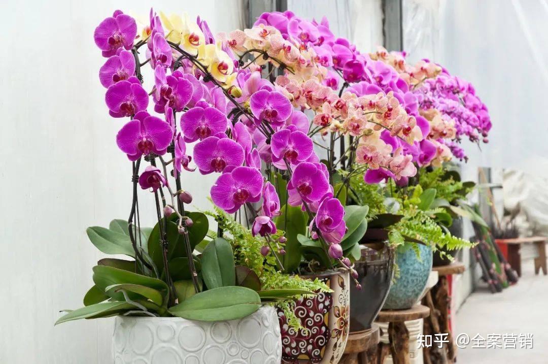 争创天府旅游名县|新年相聚华蓥的君兰天下,有趣又有味!