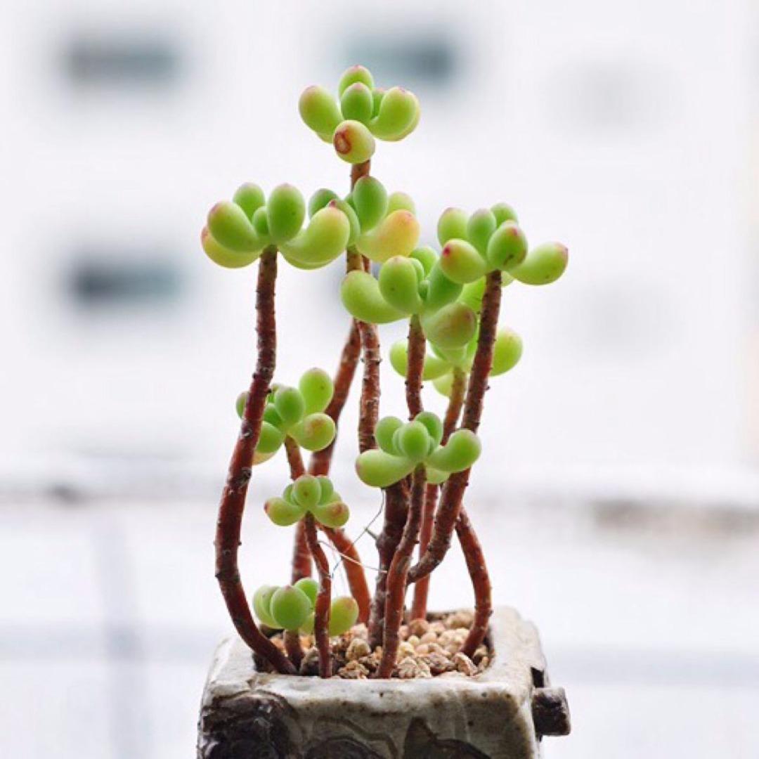多肉植物养根这件事 到底有多重要 知乎 多肉植物养根这件事 到底有多重要 知乎