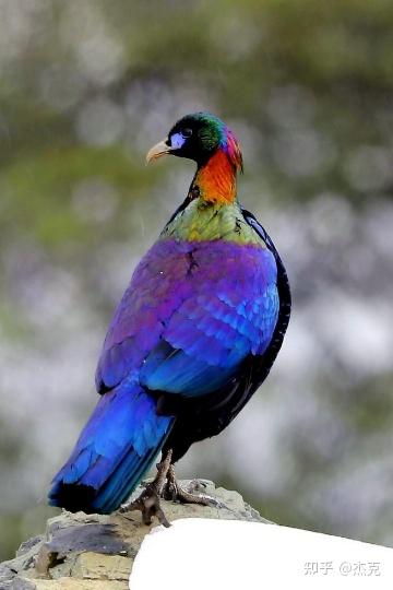 绿尾虹雉：高山上的“彩虹鸟” - 知乎