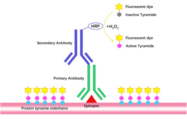 多重免疫荧光技术助力临床转化医学 - 知乎
