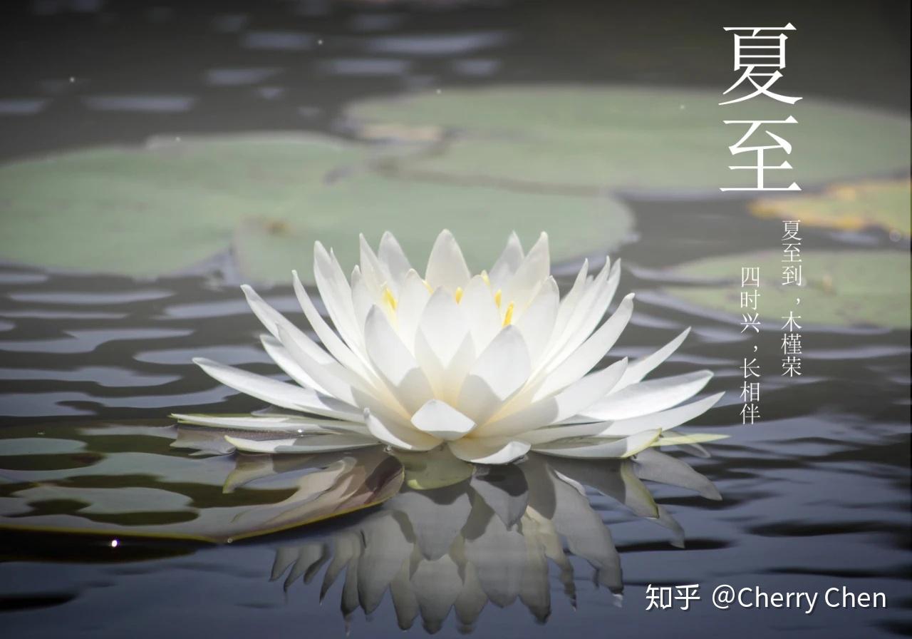 且借清风逐皎月,暗香浮动醉荷塘 - 知乎
