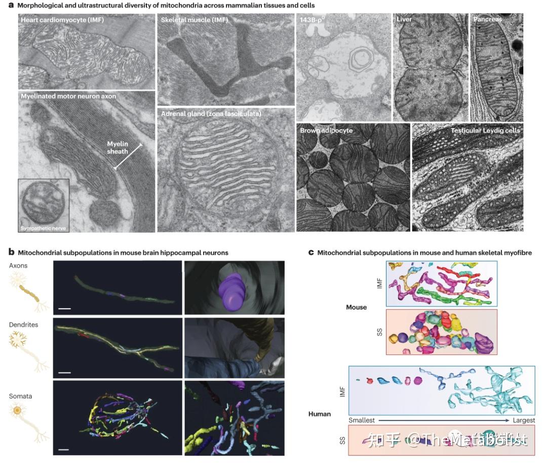 代谢典藏 |Nature metabolism 综述：线粒体的多面人生 - 知乎
