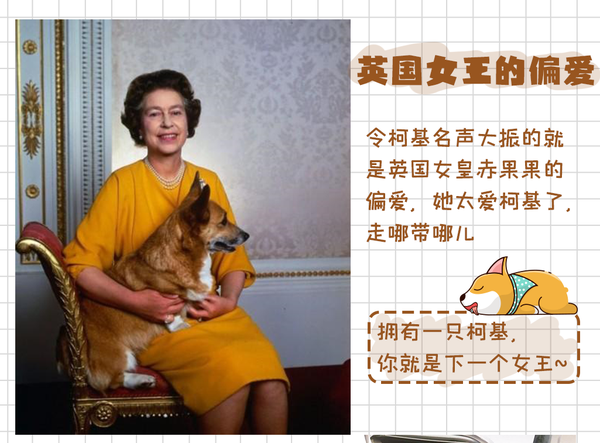 女王最爱柯基犬的前世今生 知乎