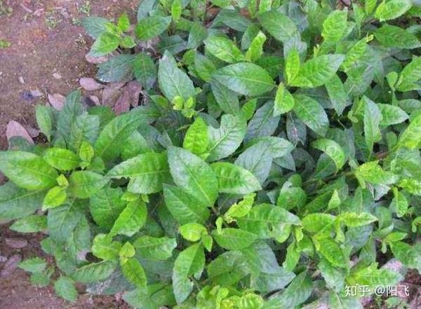 这种野草才引进几年 名气不小 请记住它的外貌 认识了是种福气 知乎