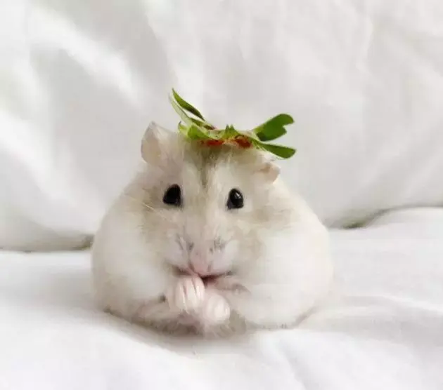 仓鼠偷吃零食不承认!被罚后的表情太搞笑了! - 知乎