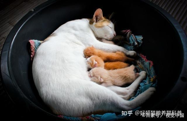 一岁以内幼猫的照顾~ - 知乎