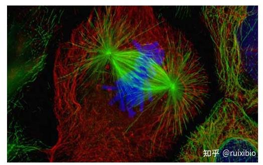 量子點晶體納米探針長餘輝發光納米粒子應用於生物成像領域