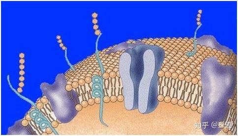 ① 破坏细胞膜自由基对人体的三重伤害02自由基是无处不在的,也是与生