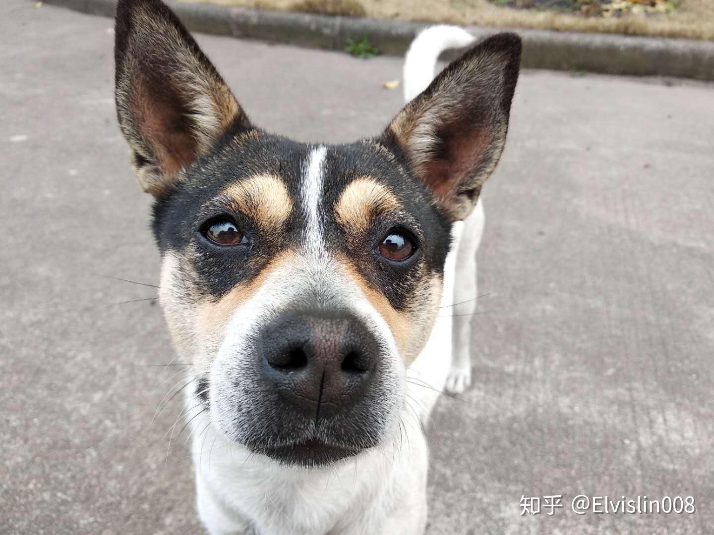 为什么大家不喜欢养土狗,土狗聪明吗?