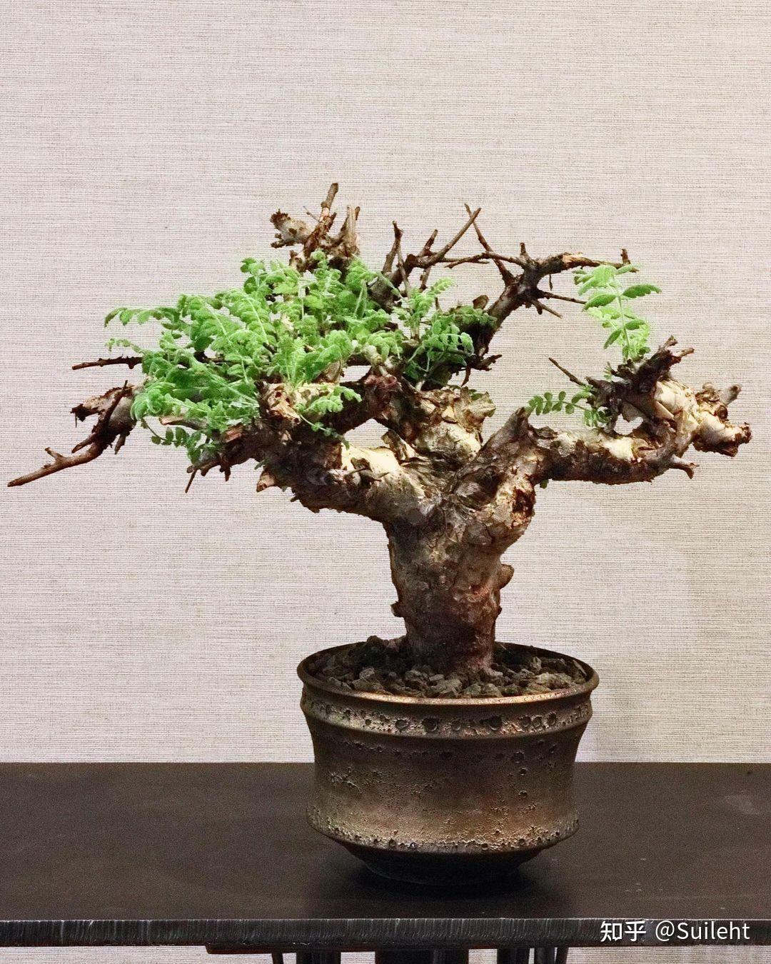 黧乳香 Boswellia rivae 《香气地图乳香篇》 - 知乎