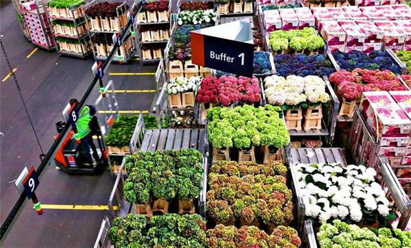 2019荷兰赏花全攻略手把手带你嗨玩郁金香花田附路线